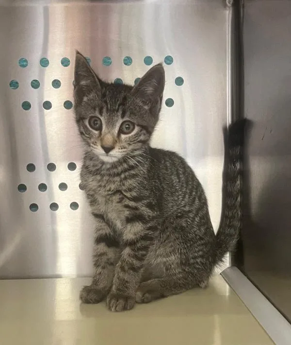 A baby small-sized male Domestic Short Hair cat named Nala for adoption in Roanoke, VA