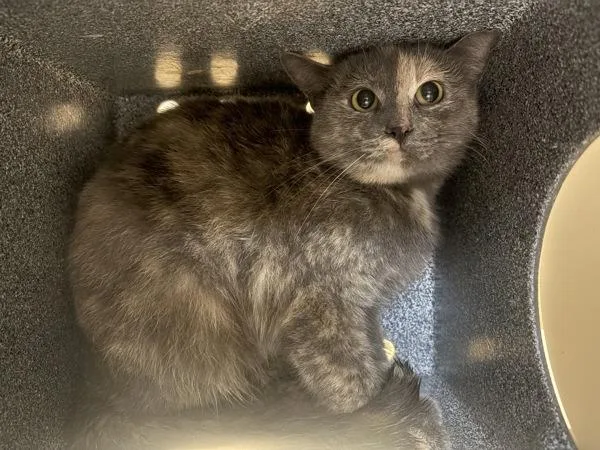 Working Cat Aquamarine