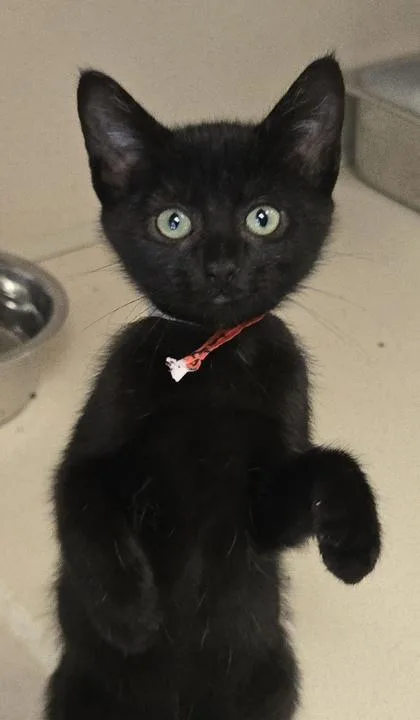 A baby small-sized female Domestic Short Hair cat named Curly Fries  FIV+ for adoption in East Brookfield, MA
