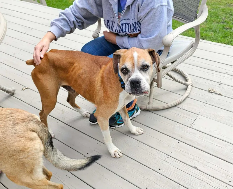 A senior medium-sized male Boxer dog named Ridge for adoption in Owatonna, MN