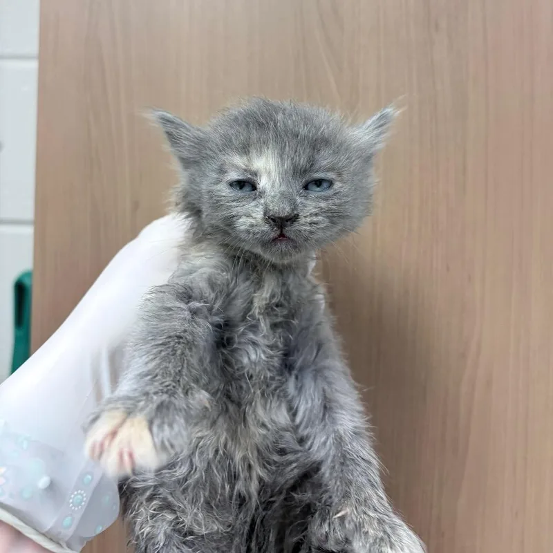 A baby small-sized female Gray / Blue / Silver Domestic Short Hair cat named Rune for adoption in Reno, NV
