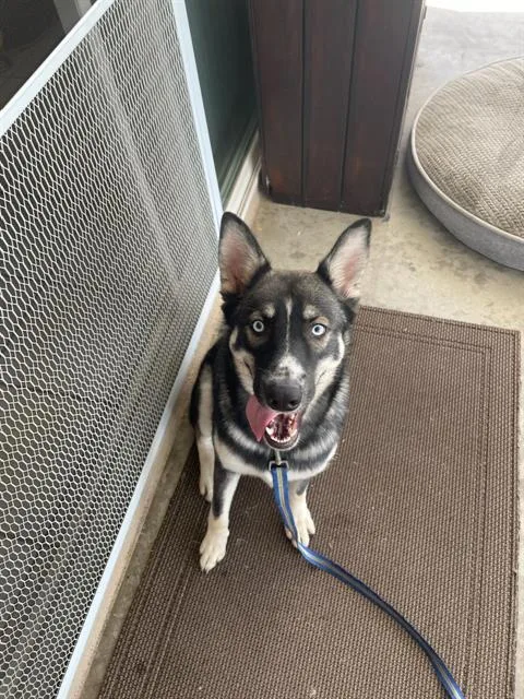 A young medium-sized female German Shepherd Dog dog named Mightyena for adoption in Tustin, CA