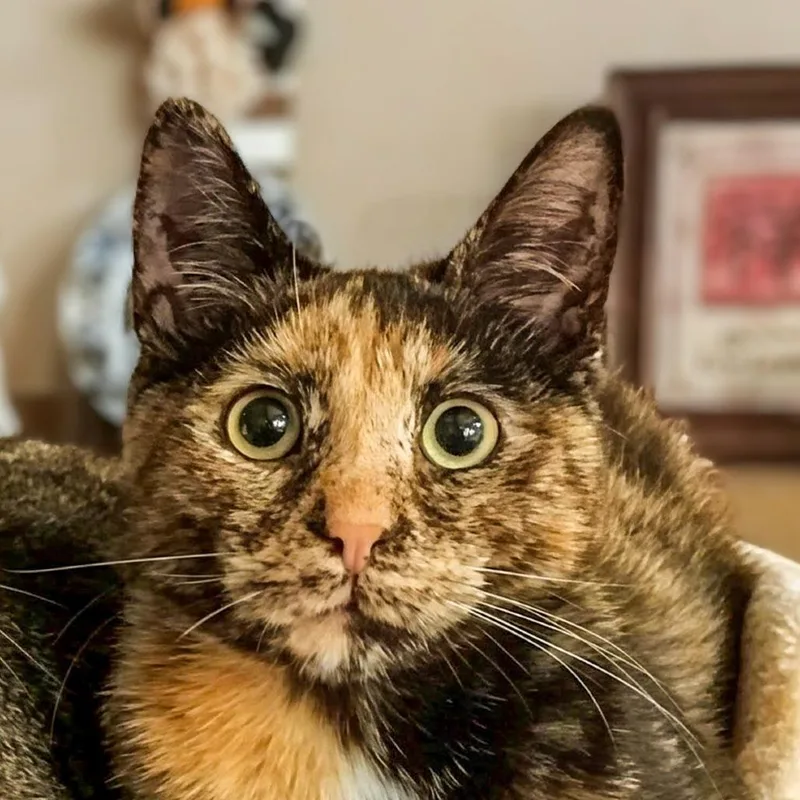 Callie