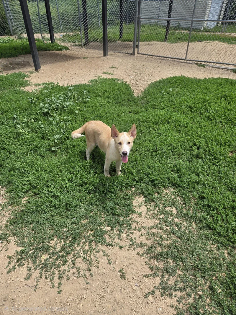 A young large-sized female Husky dog named Magenta for adoption in Maquoketa, IA