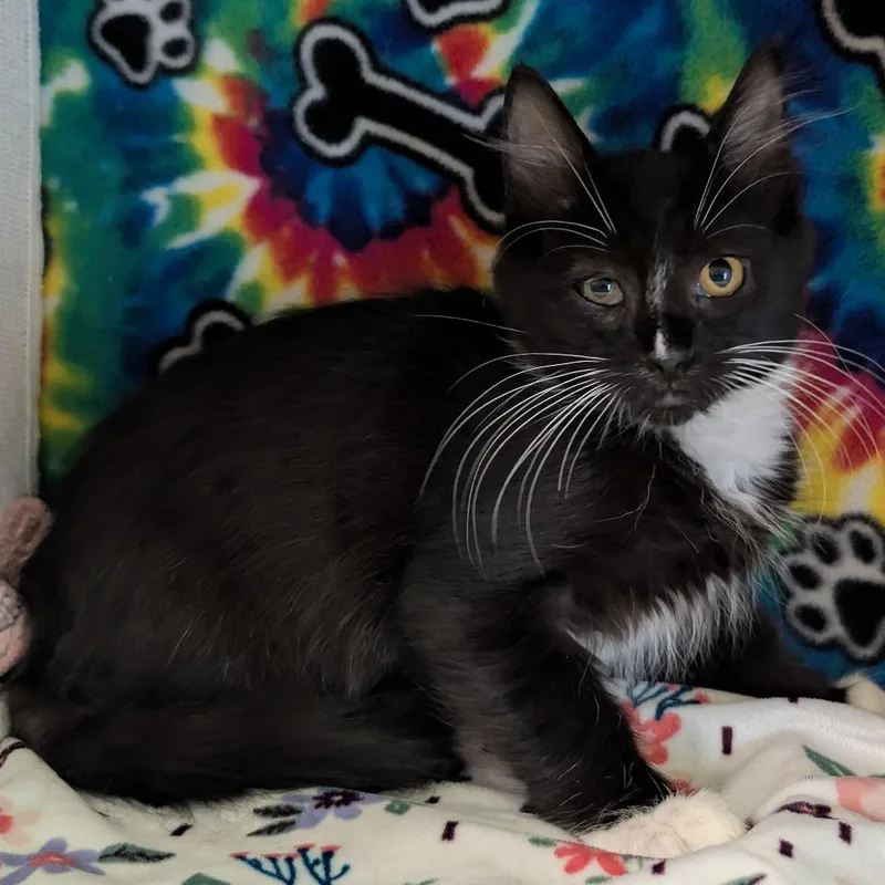 A young large-sized male Black Domestic Short Hair cat named Harlow for adoption in Naples, FL