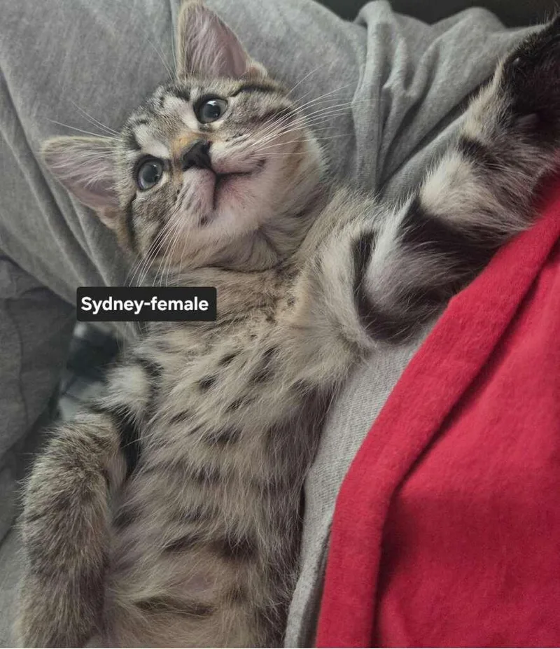 Sydney thumbnail 2