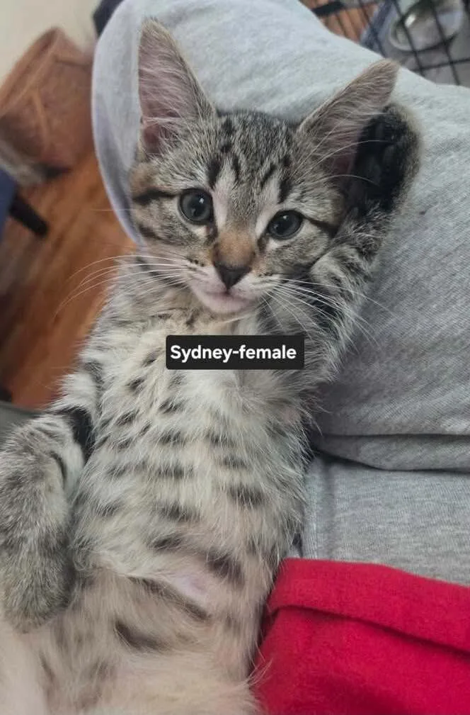 Sydney thumbnail 3