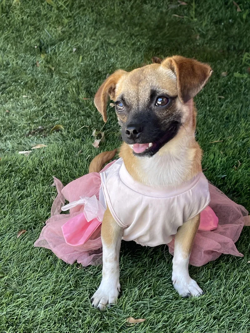 A young small-sized female Apricot / Beige Chihuahua dog named Jewel for adoption in Rowland Heights, CA
