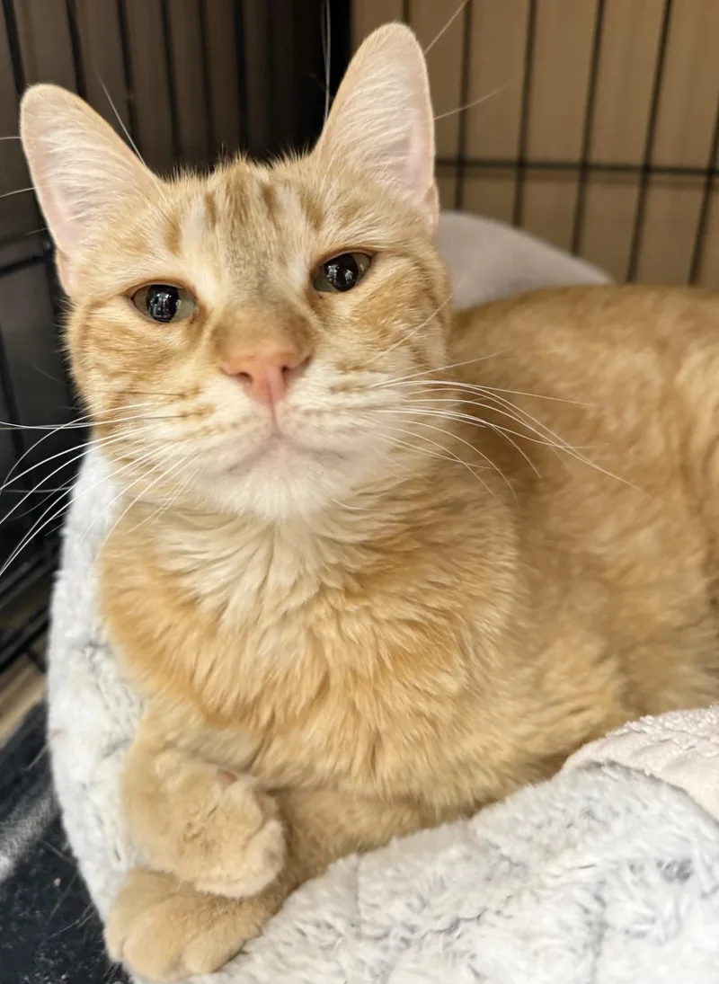 An adult large-sized male Orange / Red Domestic Short Hair cat named Fred Rogers for adoption in Chandler, AZ