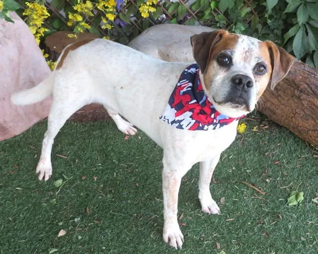 An adult medium-sized male Boxer dog named Moe for adoption in Oklahoma City, OK