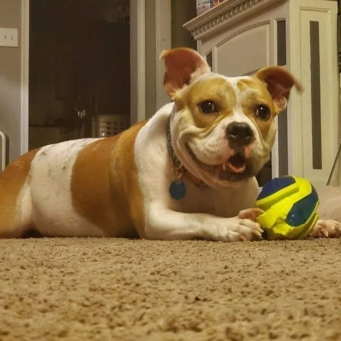 Marley thumbnail 4