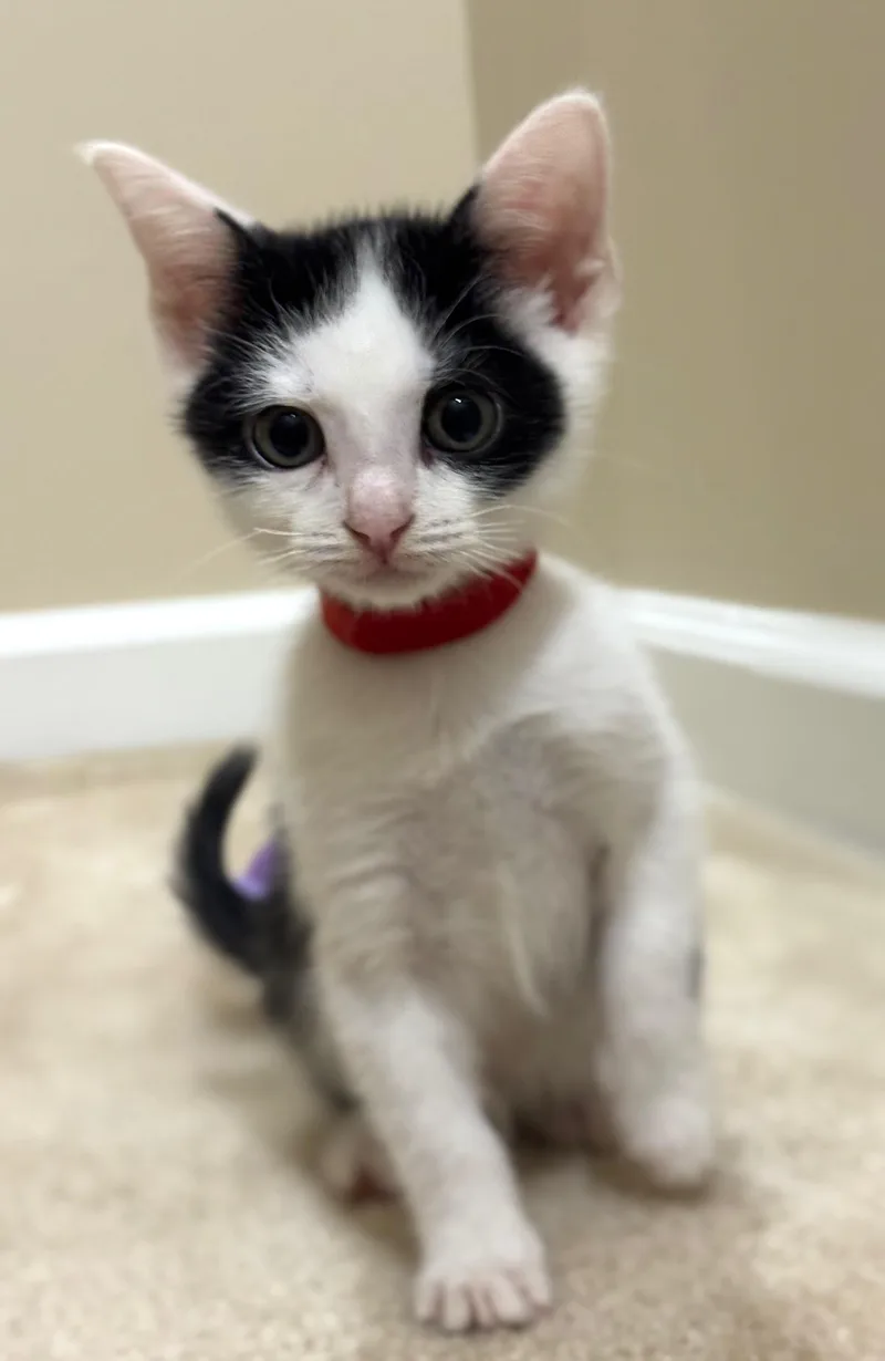A baby medium-sized male White Domestic Short Hair cat named Lynn for adoption in Hilton Head Island, SC