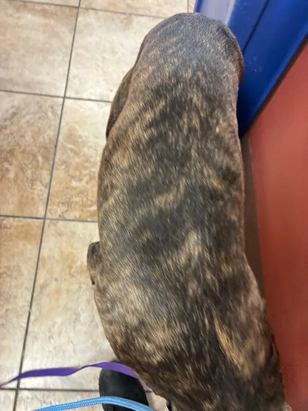 An adult large-sized male Brindle Mixed Breed dog named Bane for adoption in Cincinnati, OH