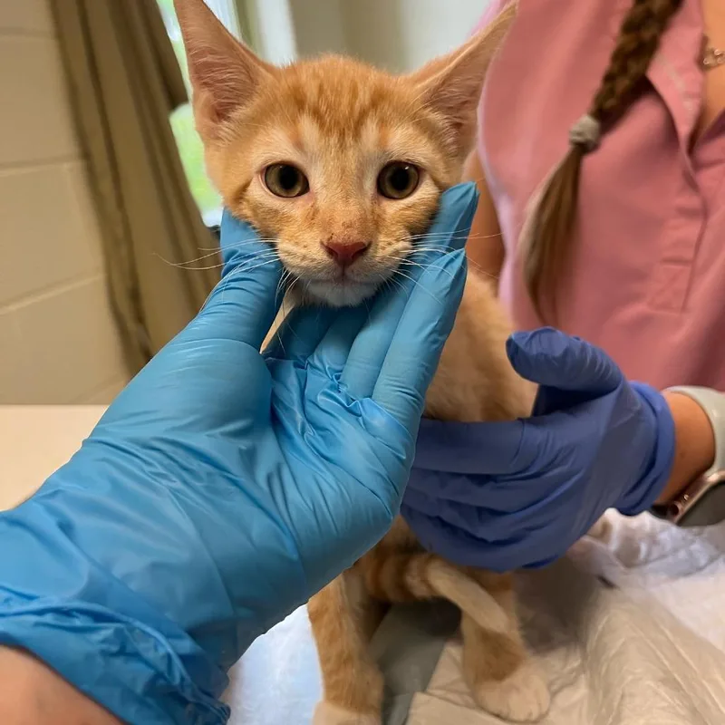 A baby small-sized male Orange / Red Domestic Short Hair cat named Oh My Cod for adoption in Charlottesville, VA