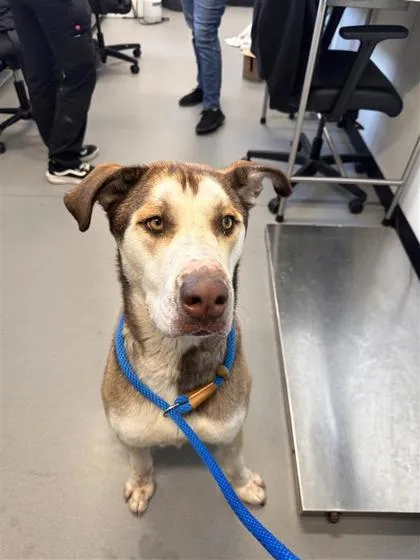 An adult large-sized male Mixed Breed dog named Curry Aka Cody for adoption in West Chester, PA