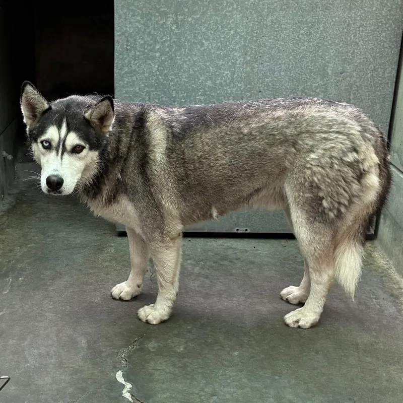 An adult large-sized male Gray / Blue / Silver Husky dog named Chico for adoption in Pasadena, CA