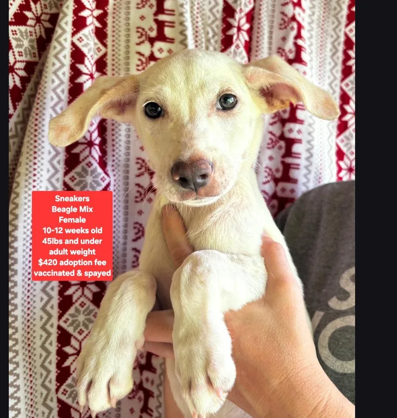 A baby medium-sized female Beagle dog named Sneakers for adoption in Oviedo, FL