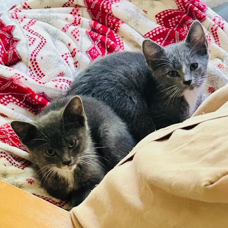 A baby small-sized female Gray / Blue / Silver Domestic Short Hair cat named Olive for adoption in North Branford, CT