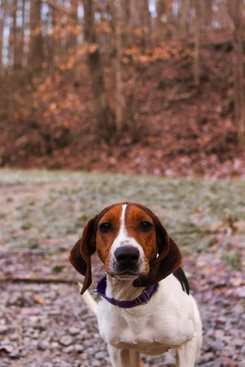 Loretta Lynn thumbnail 2