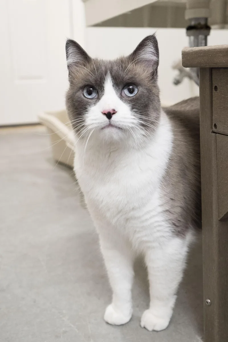 An adult medium-sized male Gray & White Domestic Short Hair cat named Marc Antony for adoption in Boise, ID