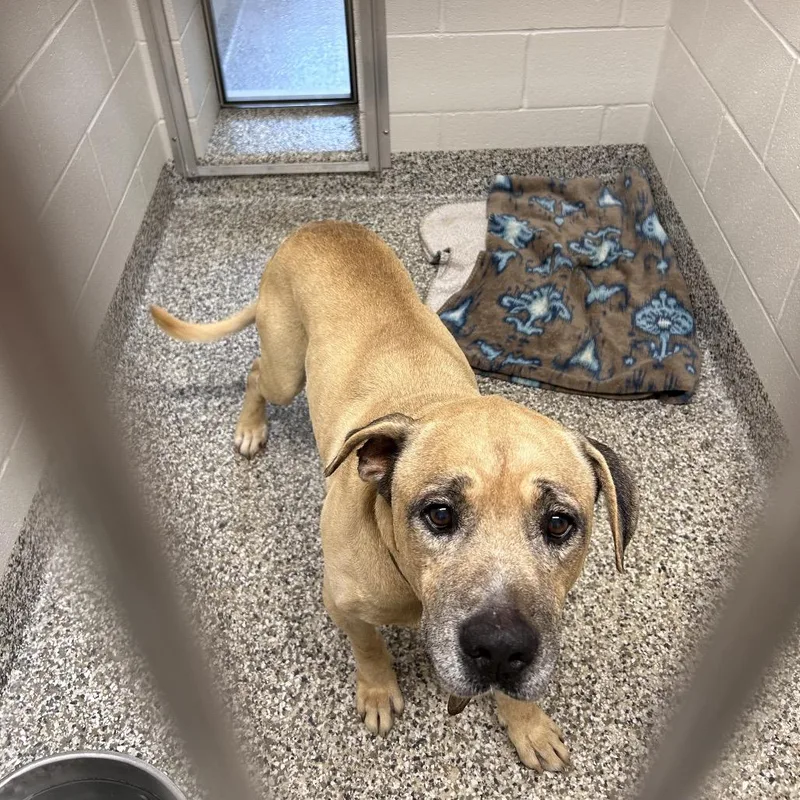 A senior large-sized male Brown / Chocolate English Bulldog dog named Zeus for adoption in Morganton, NC