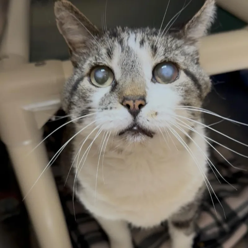 A senior large-sized male Brown / Chocolate Domestic Short Hair cat named Anemone for adoption in Kanab, UT