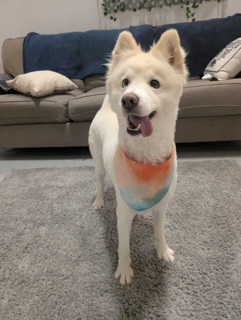 An adult medium-sized female White / Cream Samoyed dog named Tempo for adoption in Columbus, OH