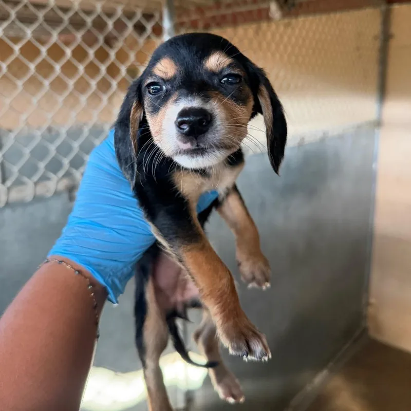 A baby medium-sized female Black Shepherd dog named Brandy Snap for adoption in Edinburg, TX
