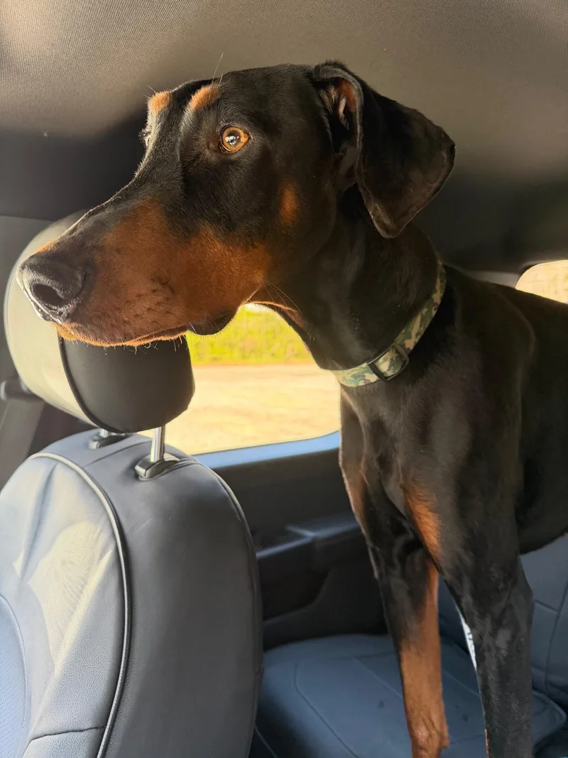 A young large-sized male Black Doberman Pinscher dog named Shadow for adoption in Silver Spring, MD