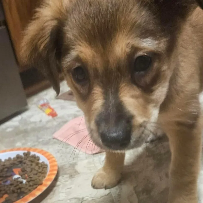 A baby medium-sized female Black Mixed Breed dog named Jessie for adoption in Fredericksburg, VA