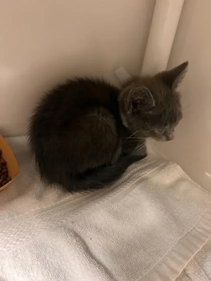 A baby small-sized male Domestic Short Hair cat named Victor for adoption in Honolulu, HI