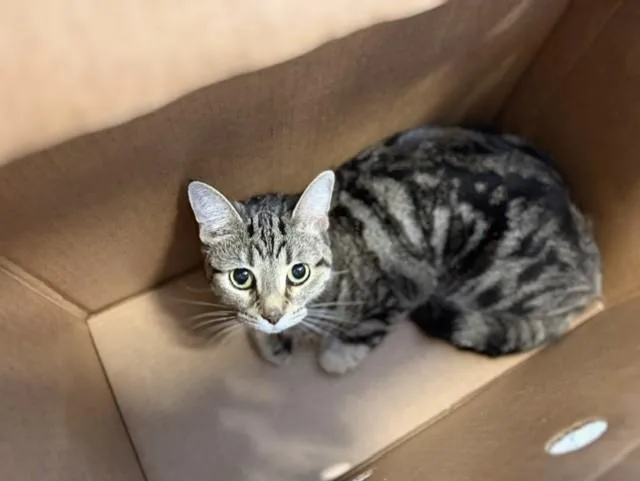 An adult small-sized male Domestic Short Hair cat named Musicle for adoption in Miami, FL