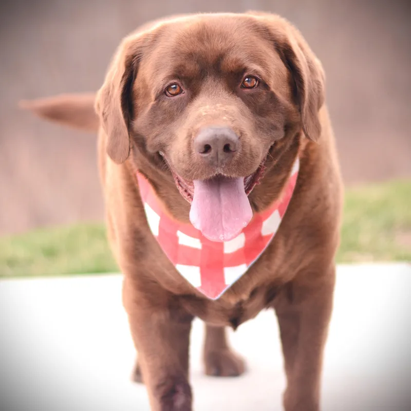 A senior extra large-sized male Brown / Chocolate Chocolate Labrador Retriever dog named Jack for adoption in Amsterdam, NY