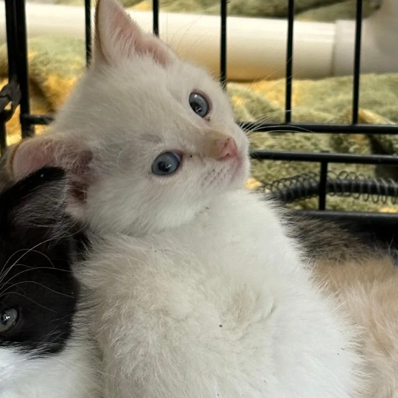 A baby small-sized male Domestic Short Hair cat named Swatch for adoption in Detroit Lakes, MN