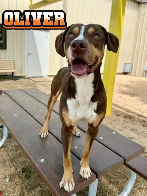A young large-sized male Golden American Staffordshire Terrier dog named Oliver for adoption in Comfort, TX