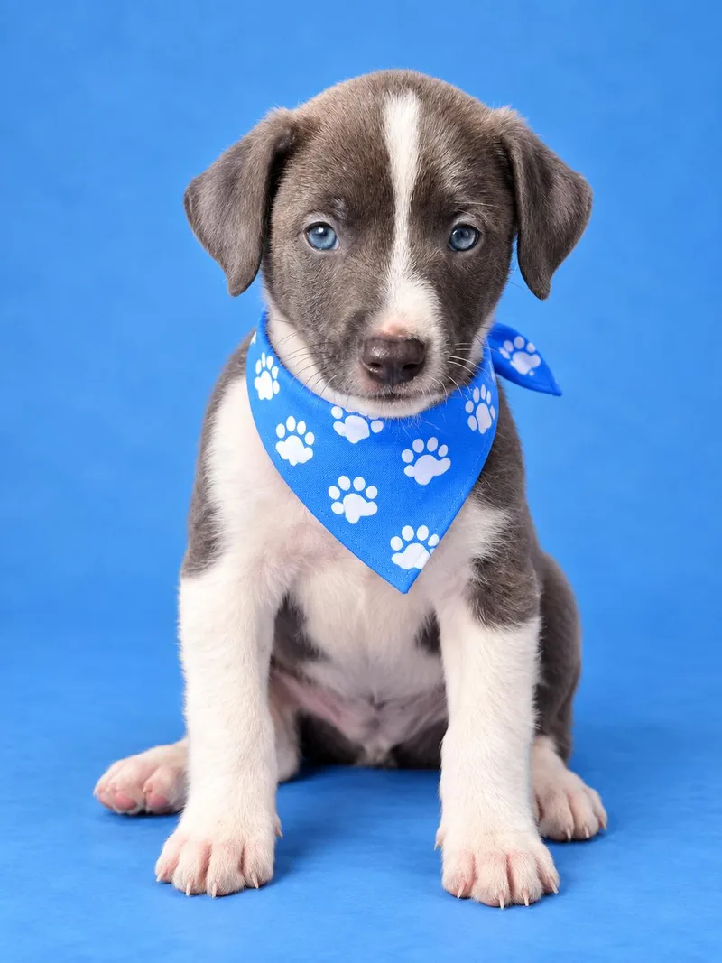 A baby large-sized male Staffordshire Bull Terrier dog named Steel for adoption in Lodi, CA