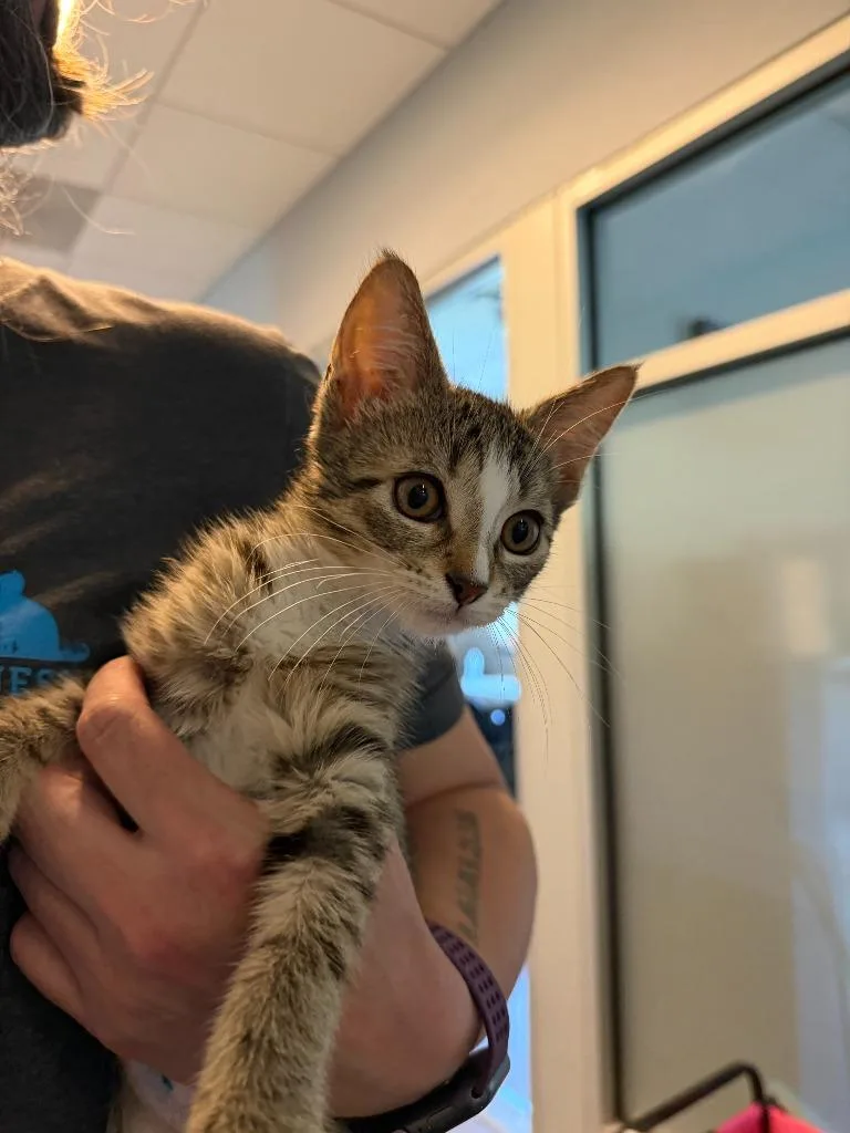 A baby small-sized female Domestic Short Hair cat named Subaru for adoption in Hyde Park, NY