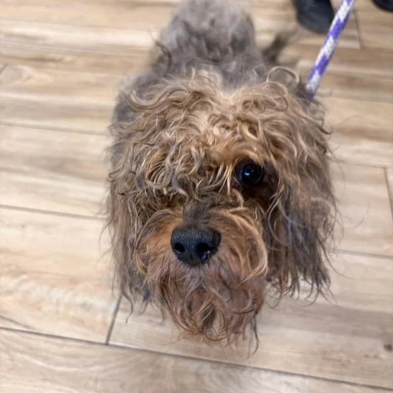 An adult small-sized male Yellow / Tan / Blond / Fawn Mixed Breed dog named Cafecito for adoption in Newark, NJ