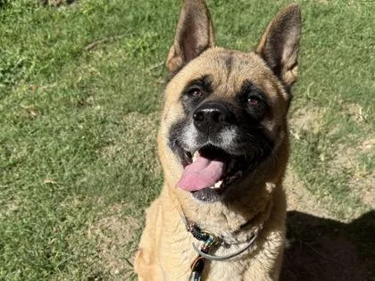 An adult large-sized female Yellow / Tan / Blond / Fawn Mixed Breed dog named Fable for adoption in Georgetown, TX