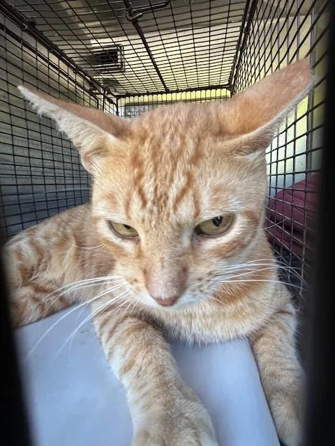 An adult medium-sized male Domestic Short Hair cat named Dude for adoption in Miami, FL