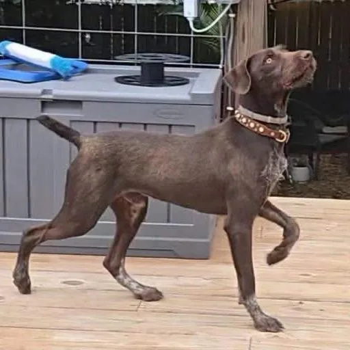 A young small-sized male Brown / Chocolate German Wirehaired Pointer dog named Doc for adoption in Santa Rosa, CA
