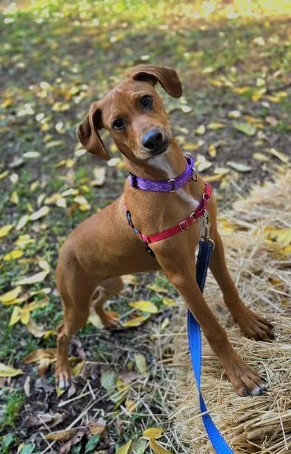 A young medium-sized female Red / Chestnut / Orange Black Mouth Cur dog named Ruby for adoption in Annapolis, MD