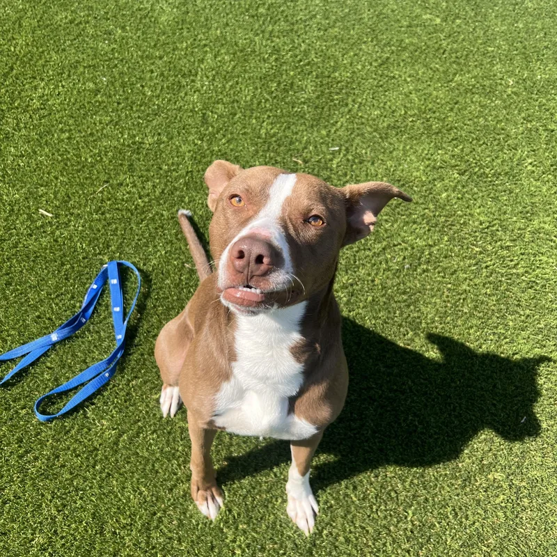 An adult medium-sized male Brown / Chocolate Pit Bull Terrier dog named Radar for adoption in Cedar Rapids, IA