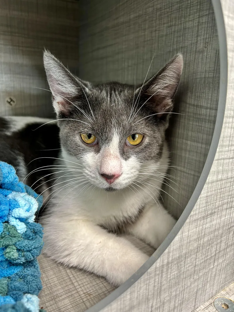 A baby medium-sized male Gray & White Domestic Short Hair cat named Nico and Murray for adoption in Grand Rapids, MI