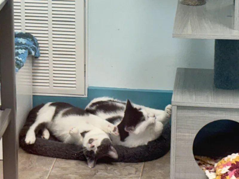 Nico and Murray thumbnail 5