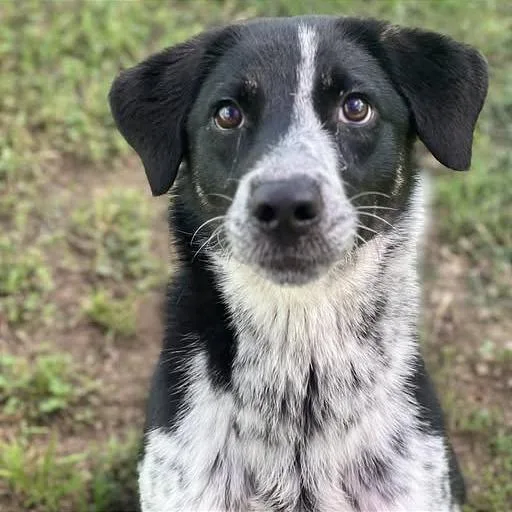 A young medium-sized female Black Border Collie dog named Malibu for adoption in Weatherford, TX