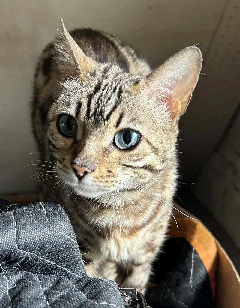 Cleo thumbnail 2