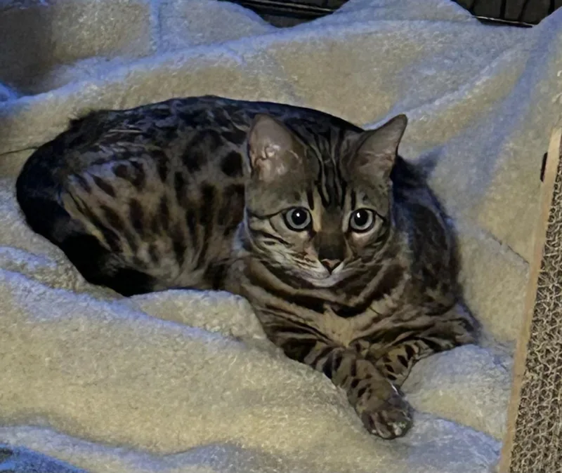 Cleo thumbnail 3