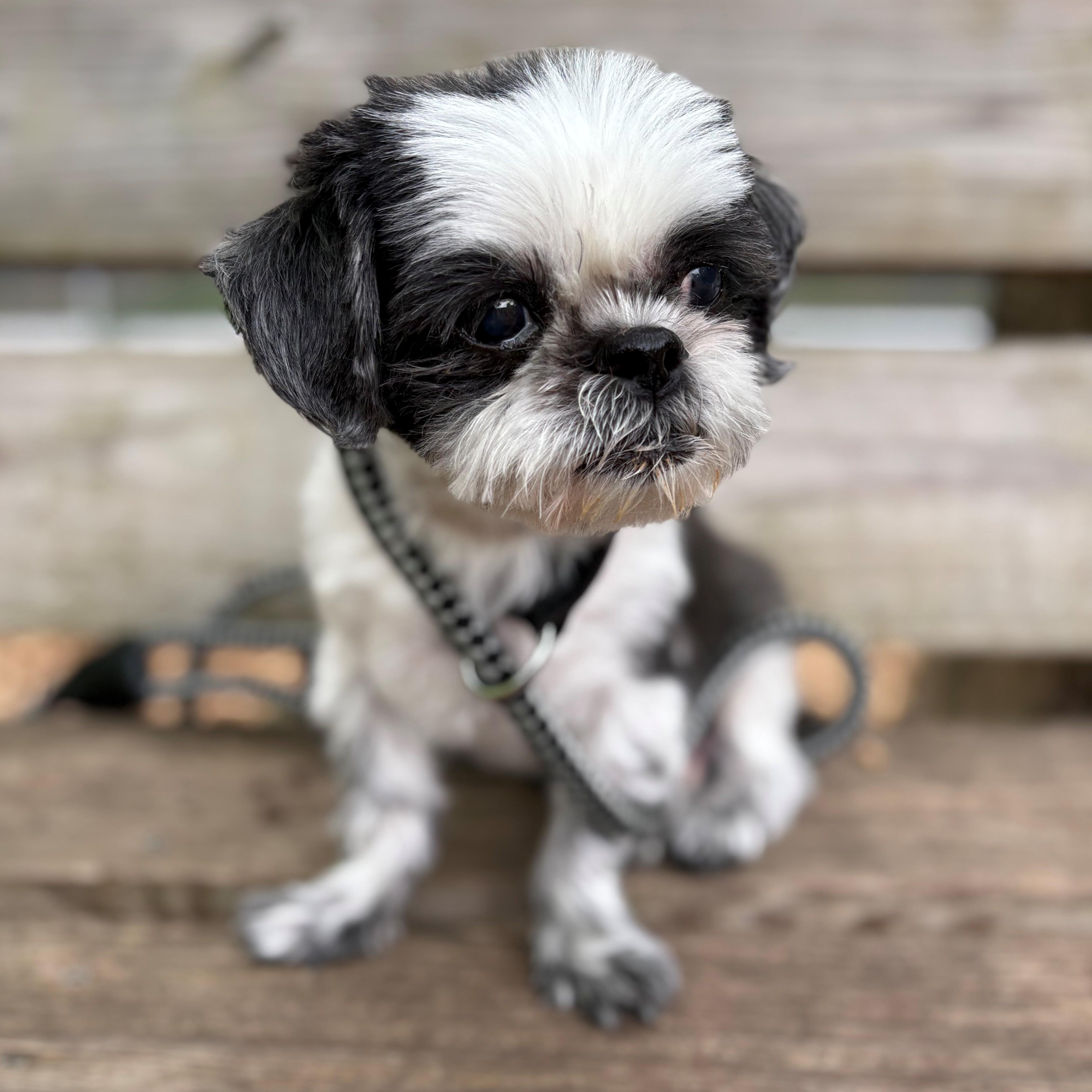 A senior small-sized male Black Shih Tzu dog named Nike for adoption in Columbia, MD