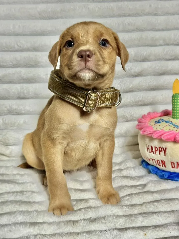 A baby medium-sized female Labrador Retriever dog named Hydrangea for adoption in Groton, CT